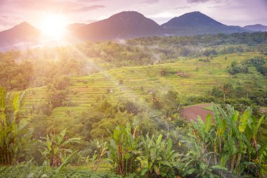 Green rice terraces in Bali, Indonasia. Beautiful nature landscape