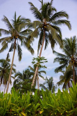 Green tropical forest or jungle 