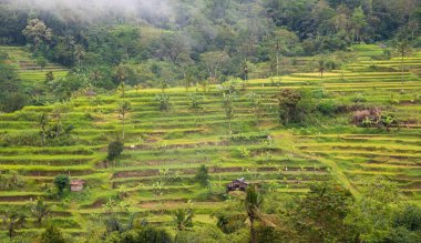 Green rice terraces in Bali, Indonasia. Beautiful nature landscape