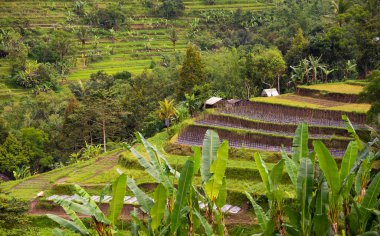 Green rice terraces in Bali, Indonasia. Beautiful nature landscape
