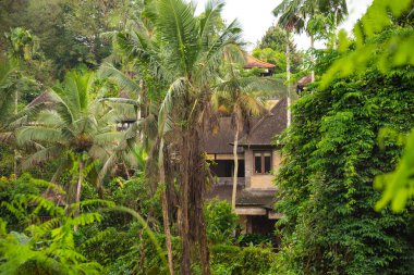 Green tropical forest or jungle 