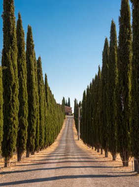 Road with cypresses in Tuscany, Italy on sunset, typical tuscanian landscape