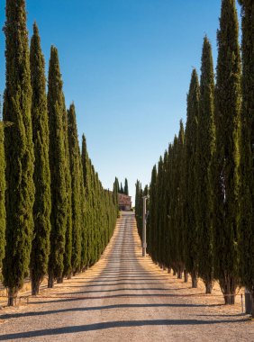 Road with cypresses in Tuscany, Italy on sunset, typical tuscanian landscape clipart