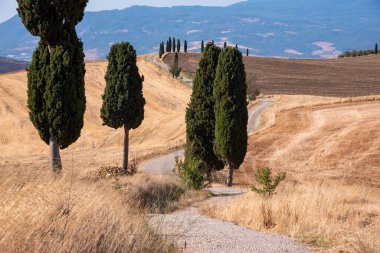 Tuscany, Italy,  typical tuscanian landscape