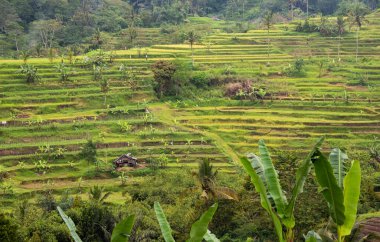 Green rice terraces in Bali, Indonasia. Beautiful nature landscape