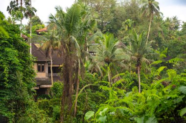 Green tropical forest or jungle 