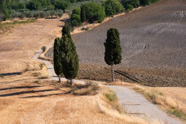 Tuscany, Italy,  typical tuscanian landscape