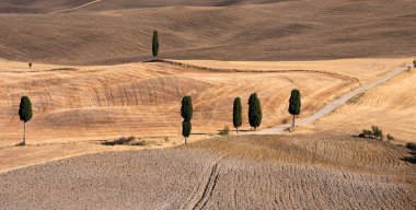 Tuscany, Italy,  typical tuscanian landscape
