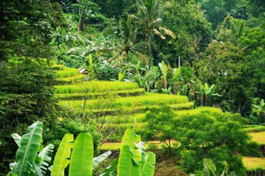 Green rice terraces in Bali, Indonasia. Beautiful nature landscape