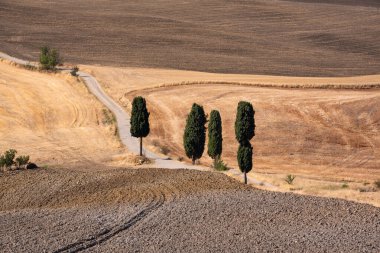 Tuscany, Italy,  typical tuscanian landscape