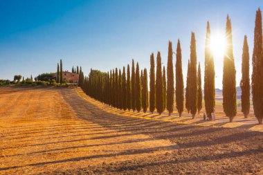 Tuscany, Italy,  typical tuscanian landscape