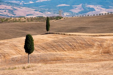 Tuscany, Italy,  typical tuscanian landscape