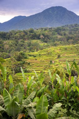 Green rice terraces in Bali, Indonasia. Beautiful nature landscape