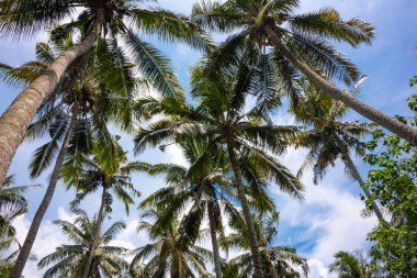 Green tropical forest or jungle 