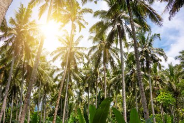Green tropical forest or jungle 