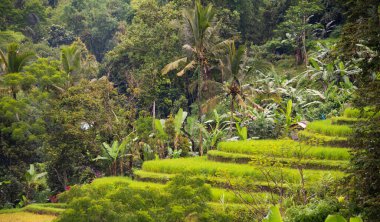 Green rice terraces in Bali, Indonasia. Beautiful nature landscape
