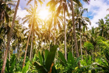 Green tropical forest or jungle 