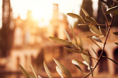 Old medieval town lit by sun from an olive tree