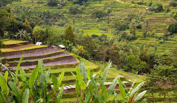 Green rice terraces in Bali, Indonasia. Beautiful nature landscape