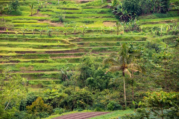Green rice terraces in Bali, Indonasia. Beautiful nature landscape