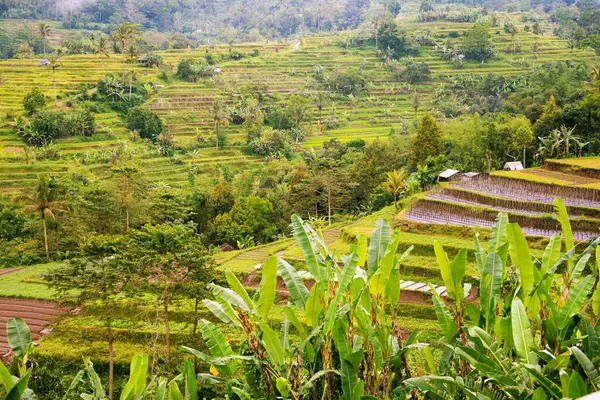 Green rice terraces in Bali, Indonasia. Beautiful nature landscape