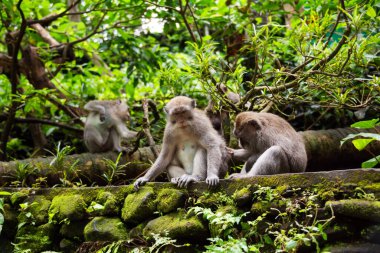 Asya 'daki tropikal yağmur ormanlarında bir grup vahşi maymun.