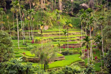 Endonezya 'daki Bali adasında yemyeşil pirinç tarlaları