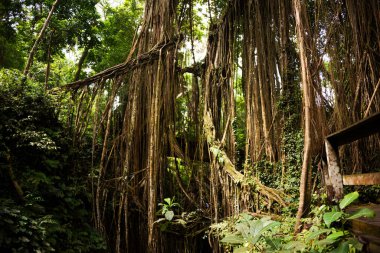 Tropikal yağmur ormanları veya yemyeşil bitkiler ve lianalarla dolu bir orman.