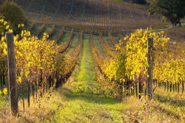 Sonbaharda renkli üzüm bağları, tarım ve tarım