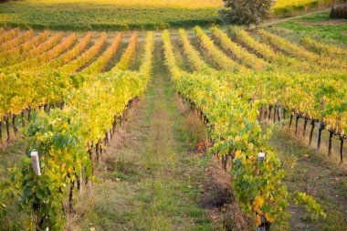 Sonbaharda renkli üzüm bağları, tarım ve tarım