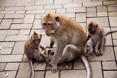 Endonezya, Bali 'deki Maymun Ormanı' nda yeni doğmuş bebeğiyle maymun.