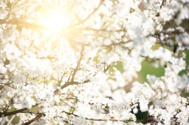 Baharda ağaç beyaz çiçeklerle çiçek açar.