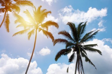 Güneşli bir günde mavi gökyüzünde palmiye ağaçları, tatil konsepti
