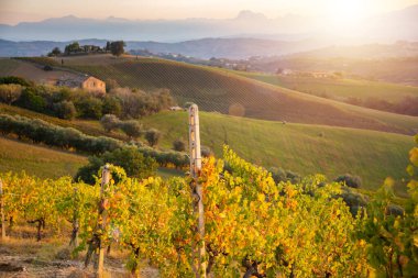 Sonbaharda renkli üzüm bağları, tarım ve tarım