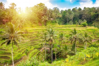Endonezya 'daki Bali adasında yeşil pirinç tarlaları.