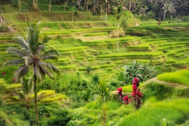 Endonezya 'daki Bali adasında yemyeşil pirinç tarlaları