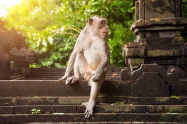 Bali, Endonezya 'daki yağmur ormanlarındaki eski Hindu tapınağında oturan vahşi maymun.