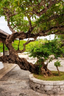 Bali adasında eski bir frangipani ya da plumeria ağacı