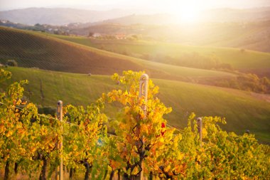 Sonbaharda renkli üzüm bağları, tarım ve tarım