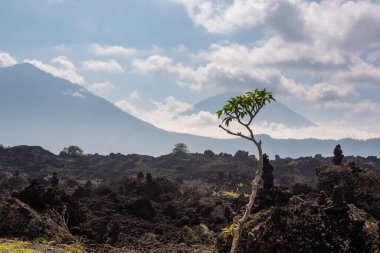 Bali, Endonezya 'daki Batur volkanı gezisi. Siyah lav kumu ve biraz yeşil bitki.