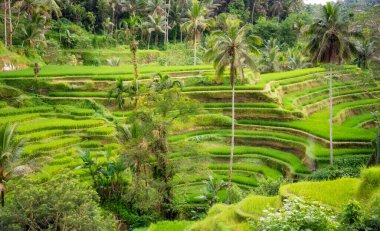 Endonezya 'daki Bali adasında yemyeşil pirinç tarlaları