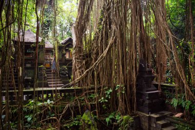 Tropikal yağmur ormanları veya yemyeşil bitkiler ve lianalarla dolu bir orman.