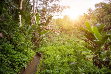 Endonezya 'daki Bali adasında yemyeşil tropikal bitki örtüsü