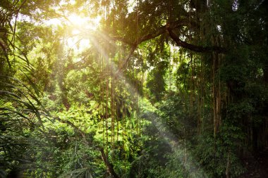 Bali, Endonezya 'da bitki ve lianalı tropikal yağmur ormanları veya ormanlar