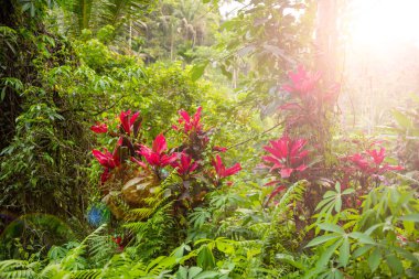 Bali, Endonezya 'da yeşil alanlar ve parlak tropikal çiçekler