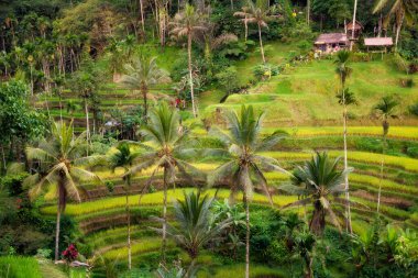 Endonezya 'daki Bali adasında yemyeşil pirinç tarlaları