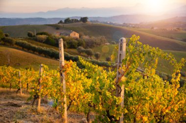 Sonbaharda renkli üzüm bağları, tarım ve tarım