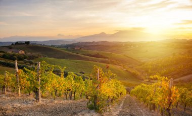 Sonbaharda renkli üzüm bağları, tarım ve tarım