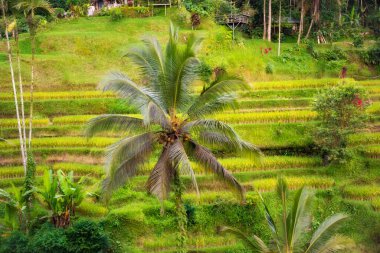Endonezya 'daki Bali adasında yemyeşil pirinç tarlaları