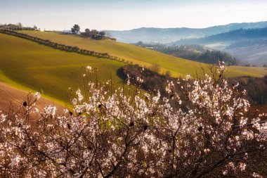 İlkbaharda kırsal alan, tepeler arasında tarlalar